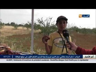 تلمسان .. ظروف مهيئة ومناخ مناسب  لانتاج الكرز