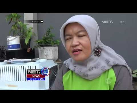 BKSDA Sita Hewan Langka yang Dilindungi - NET5