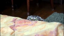 OMG! Cats  _ Funny Cats - New Funny Cats Video - Funny Animals - Funny Videos