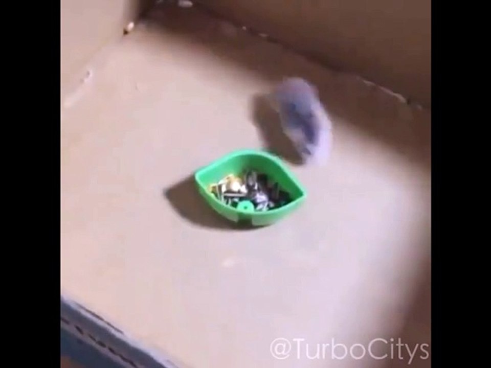 Turbo Hamster ! !