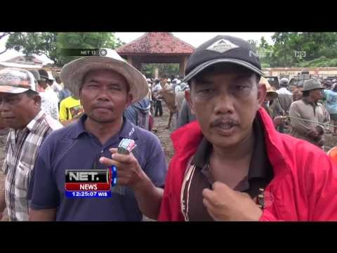 Permintaan Sapi Lokal di Madura Meningkat - NEt12