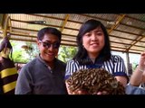Sensasi Wisata Petik Madu di Malang - NET12