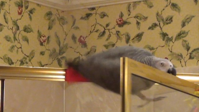 Adept Parrot performs a precarious manuver