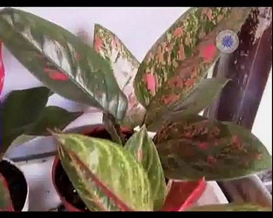 Pemasaran dalam Bisnis Kultur Jaringan