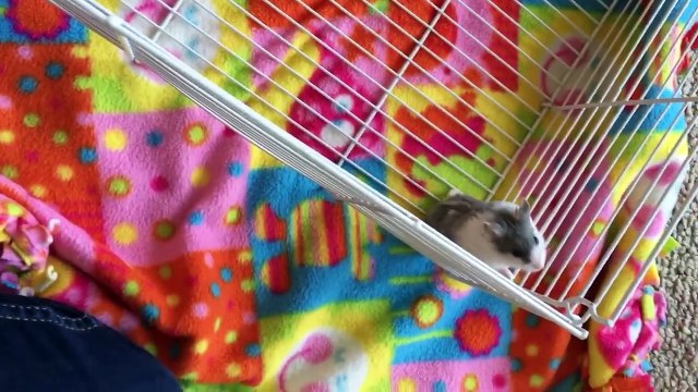 Funniest Pet Clips, Bloopers & Moments Caught On Tape 2017 _ Funny Pet Videos-lp8pwmPtaZc