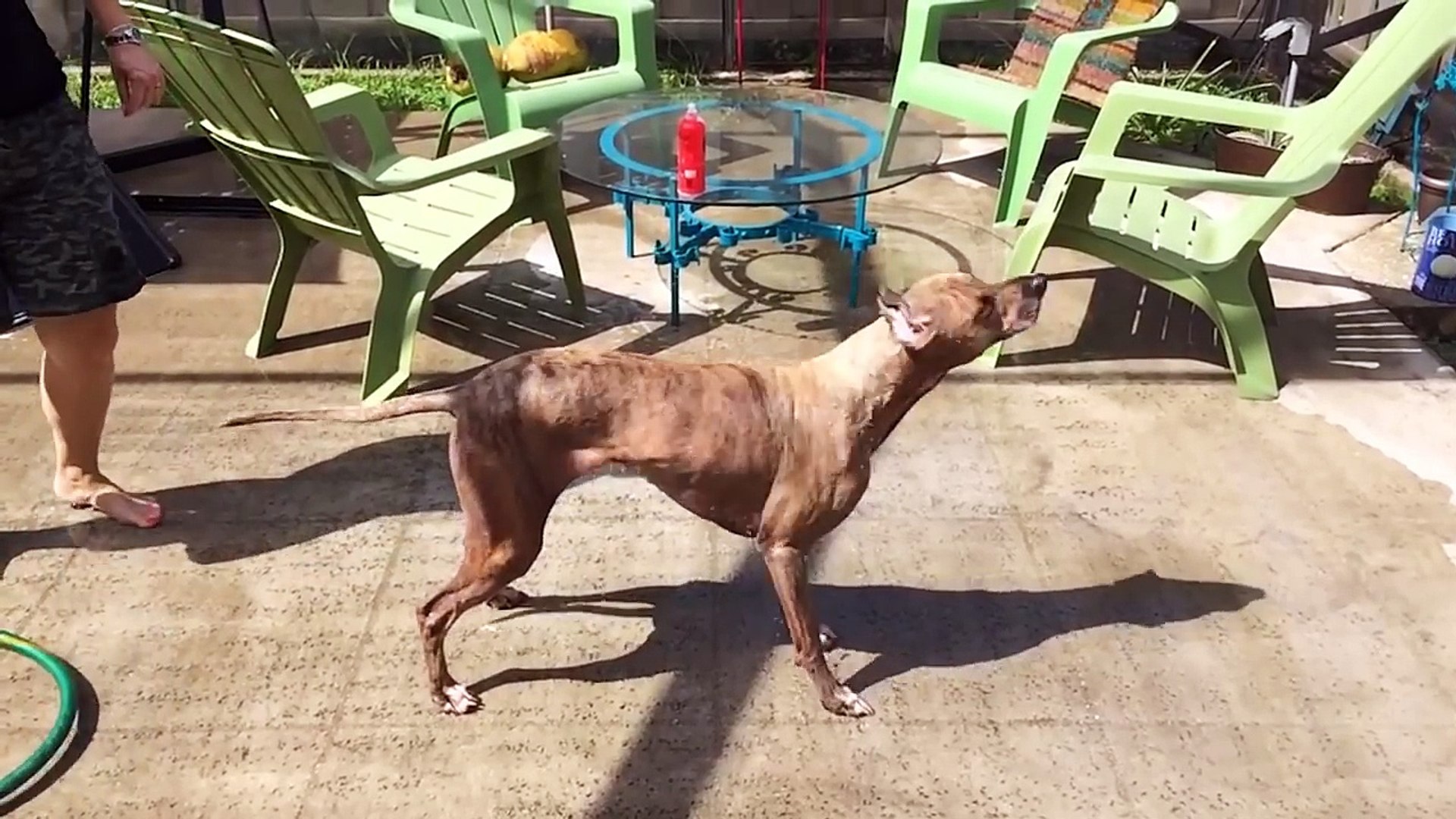 ⁣Funniest Pet Clips, Bloopers & Moments Caught On Tape 2017 _ Funny Pet Videos-of9-RXjs2X8