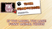 IF YOU LAUGH, YOU LOSE - The funniest ANIMAL videos ever!-efntWhKG554