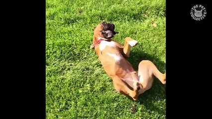 Funny Super Bowl Sunday Pets Video Compilation 2017-XipGBgpQml8