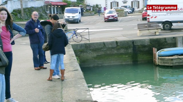 Quiberon (56). Un couple de dauphins à Port Haliguen