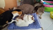 Un groupe de chats tente de faire ami-ami avec un cousin chat