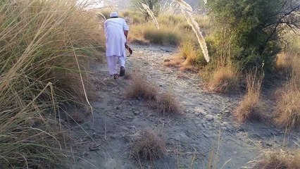 Teetar Hunting in pakistan kala teetar Black frenconli