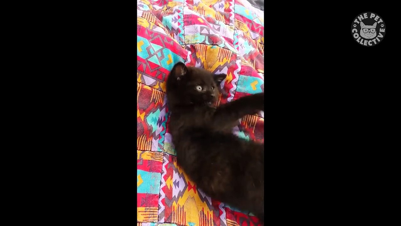 17 Funny Kitten Videos Compilation 2017-tfac9Aw0MYc