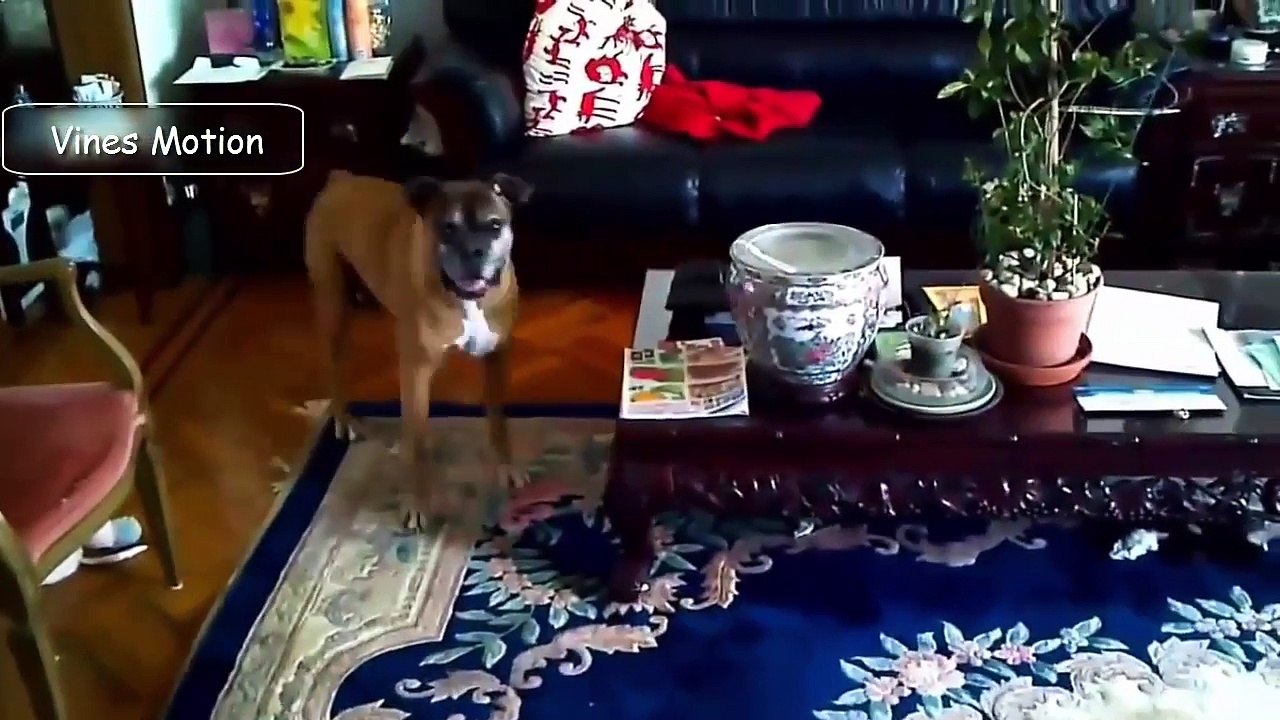 Funny dogs-Dogs just don't want to bath compilation 2016 (Try not to laugh)-dAIJrvivpVM