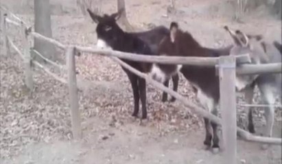 Akıllı eşek arkadaşlarına böyle yardım etti