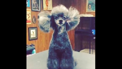 Super Fuzzy Pets Video Compilation 2017-YbvaXw7NYxM