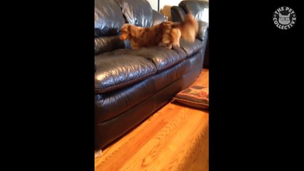 Wiener Dogs Video Compilation 2017-8ymjesMjV7E