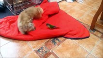 Funny Parrots Annoying Cats and Dogs Compilation _ NEW HD-eQuqeILLBxo