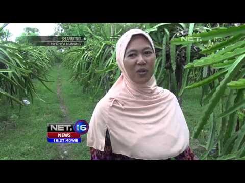 Jelang Imlek Petani Buah Naga Siapkan Stok Ekstra Di Sumenep - NEt16