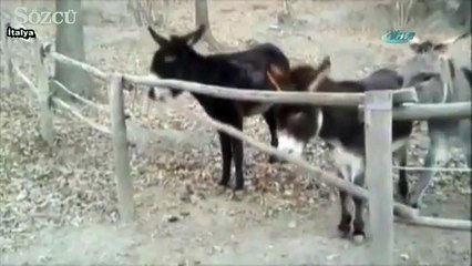 Akıllı eşek arkadaşlarına böyle yardım etti