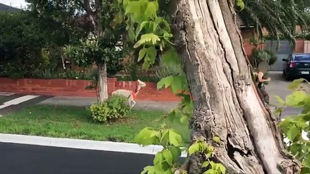 EXPLOSIVE ALPACA PRANK!-vsmcEuVPlOQ