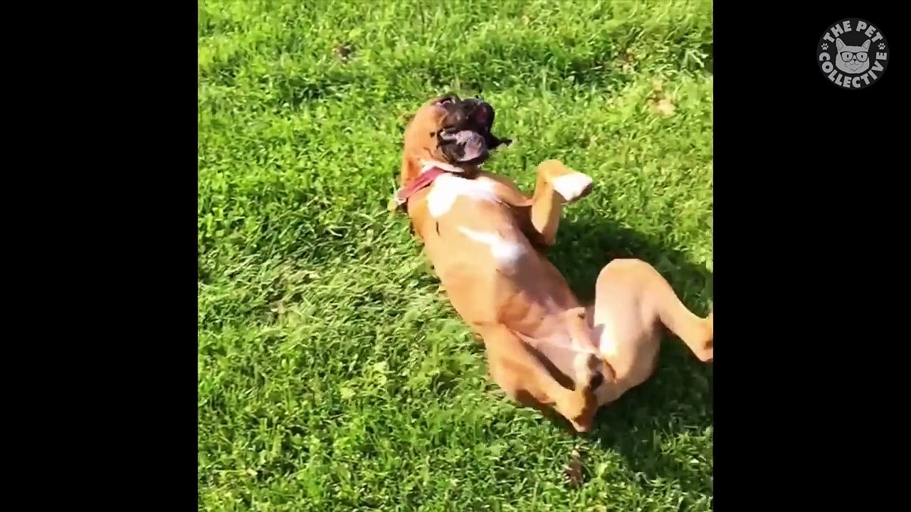 Funny Super Bowl Sunday Pets Video Compilation 2017-XipGBgpQml8