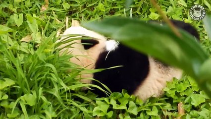 Perfect Pandas Video Compilation 2017-ynE8NfwYws8