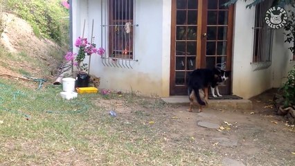 Sneaky Pets Video Compilation 2017-92H25gqtPkU