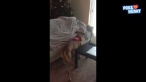 Sweet Soldier Dog Reunion Video 2017 _ Daily Heart Beat-bDJAYlGEkg8
