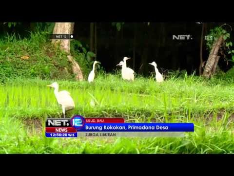 Desa Wisata Petulu Surganya Liburan - NET12