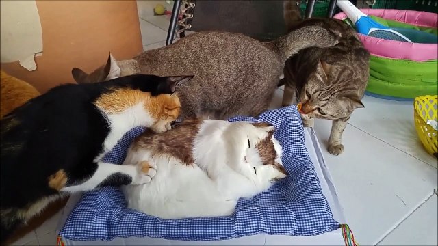 Hey les gars c'est pas un vrai chat!!!! Tirons- nous....