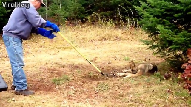 Regardez comment ils font pour sauver ce loup piégé