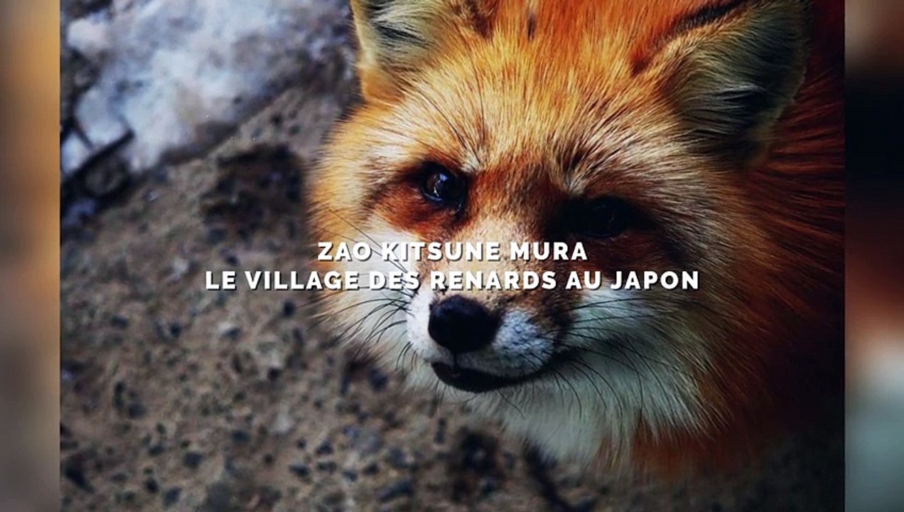 Ce village japonais entièrement peuplé de renards fait le bonheur des touristes. Vous allez fondre !