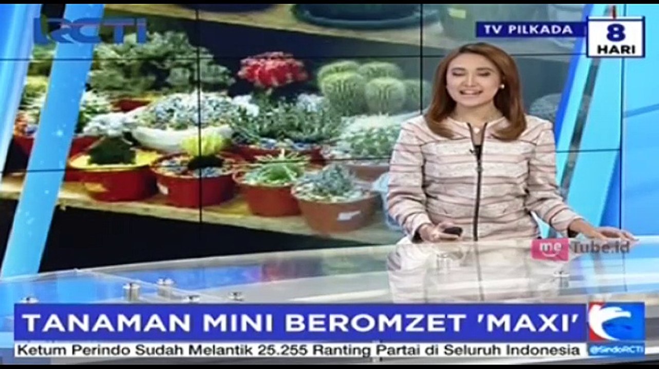 Tanaman Kaktus Pembawa Berkah