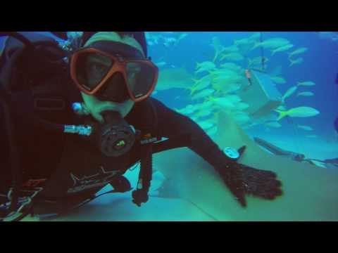 Diver in Caribbean Swims With Fish and Sharks