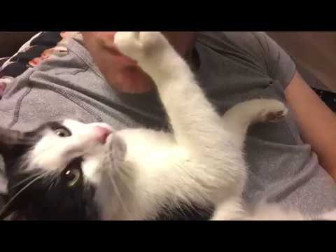 Cat Eventually Allows Her Owner to Give Her a Kiss