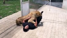 Il laisse une lionne entrer dans la cage. La scène qui s'y produit vous laissera sans mots