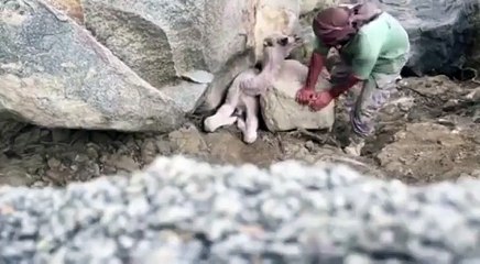 ناقة تستنجد بصياد لإنقاذ صغيرها!