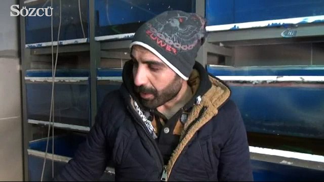 Elektrik kesildi, binlerce süs balığı telef oldu