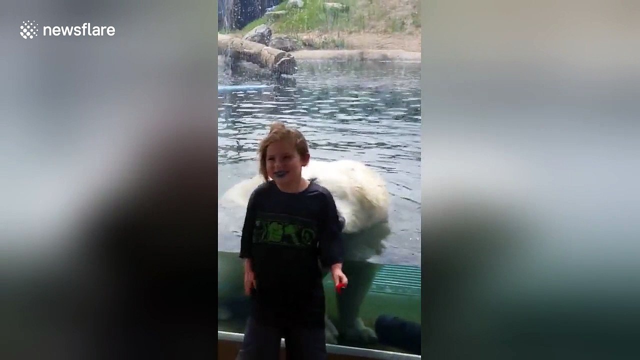 Polar bear tries to attack boy, 5, through zoo enclosure glass