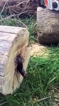 Cet homme vient de scier un arbre et ce qui sort du tronc est vraiment répugnant