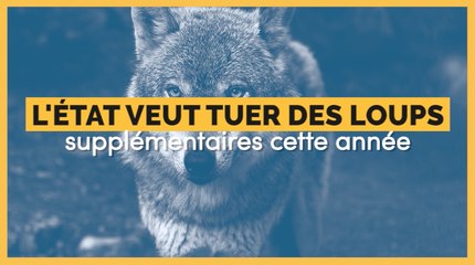 La France veut tuer des loups supplémentaires cette année