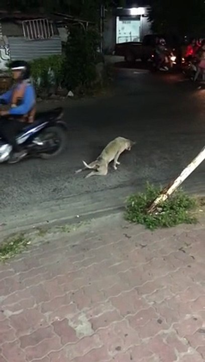 Alors qu’il rampait péniblement sur la route, c...