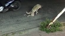 Alors qu’il rampait péniblement sur la route, ce chien reçoit l’aide d’un automobiliste. Mais la réaction de l’animal est surprenante !