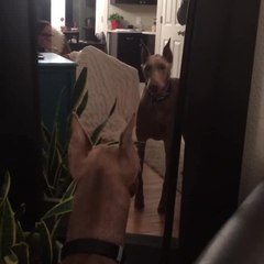 Dog defends humans from own mirror reflection