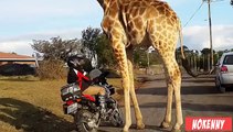 Cette girafe c'est pris « d'affection » pour ces motards