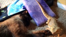 Incredibly rare friendship between cat and lizard