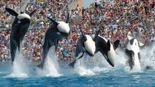Seaworld SHAMU Killer Whale Show