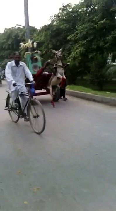 Whatssapp Funny Video Stunt of a Donkey