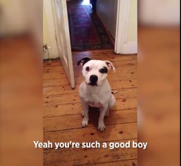 Ziggy le chien intelligent se prépare pour aller se promener