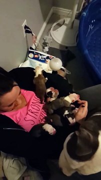 Une chienne confie ses petits à sa sauveuse